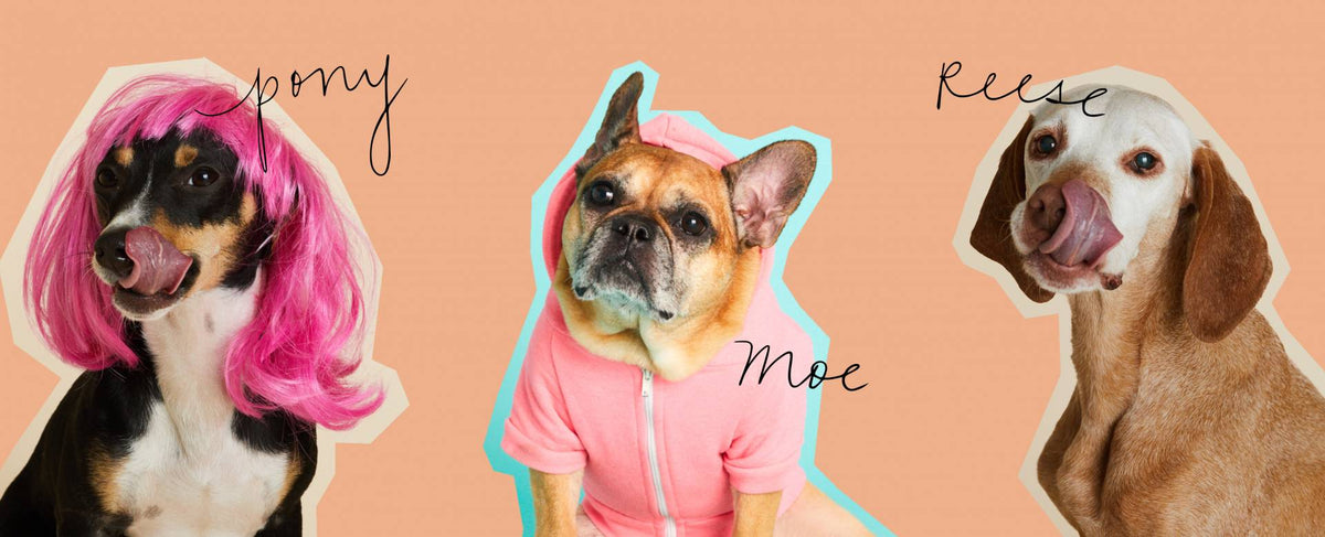 Meet the Function of Beauty Office Dogs