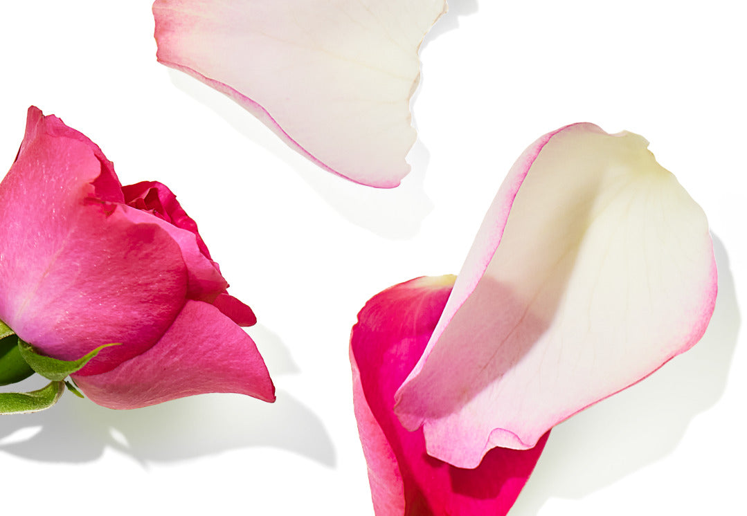 Ingredient of the Month: Rose Extract