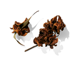 Acacia Extract