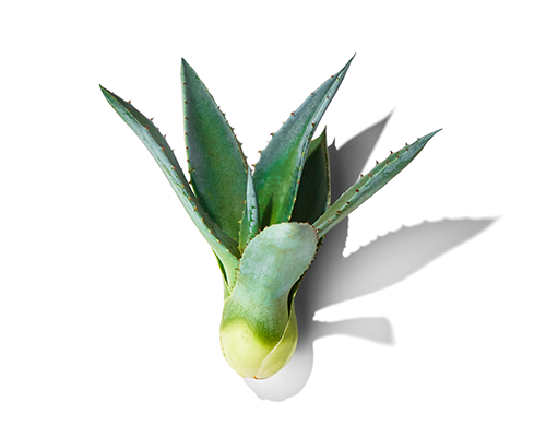 Agave Extract