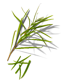 Rosebay Extract
